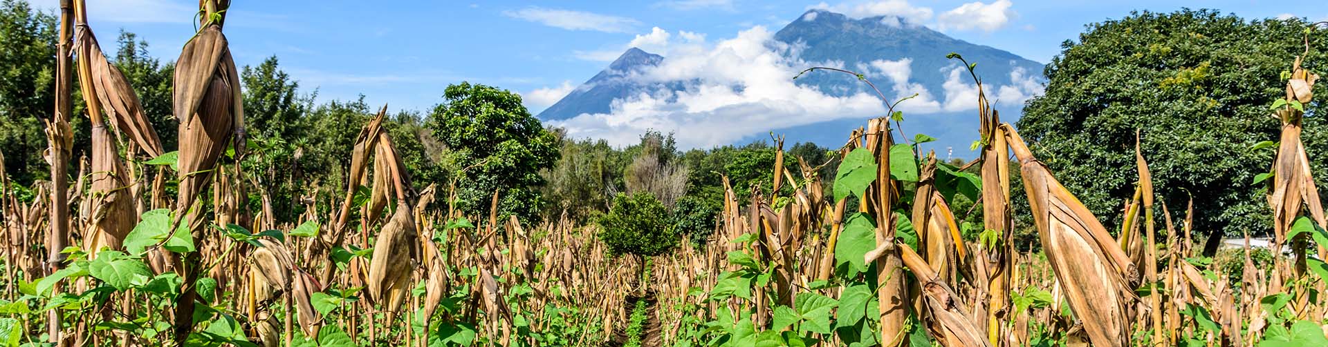 Focus Country: Honduras